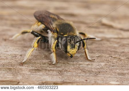 Detailed Closeup On A Male European Common Carder Bee, Anthidium Manicatum Sitting On Wood