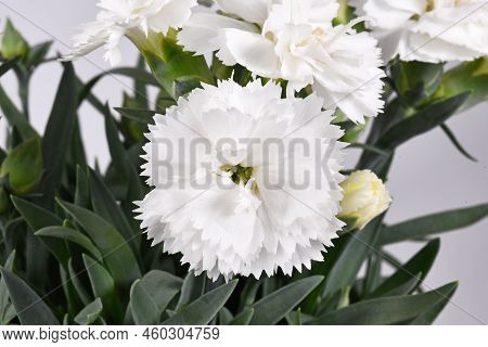White Flower Of Blooming Round Dianthus Plant