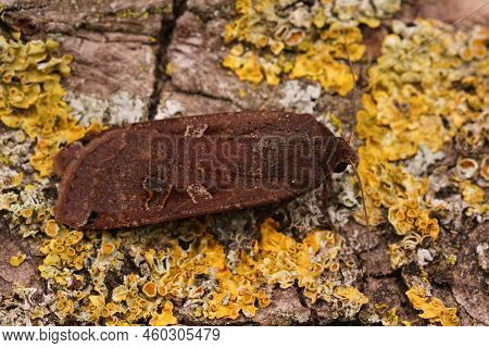 Detailed Closeup On The Dark Form Of The Large Yellow Underwing Owlet Moth, Noctua Pronuba , Sitting