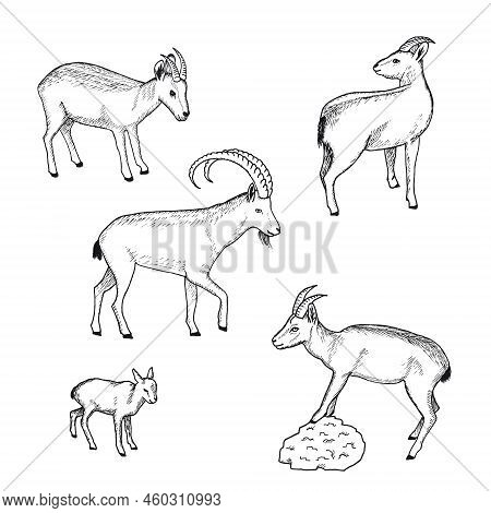 Sketch Farm Animals Collection With Wild Goat Nanny And Kid On White Background Isolated Vector Illu