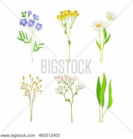 Set Of Field And Meadow Wild Flowers And Herbs. Flax, Tansy, Chamomile, Wild Garlic Decorative Herba