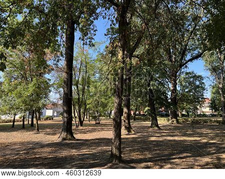 The Park Of The Hunting Castle In Bilje Or The Park Next To The Castle Of Eugene Of Savoy, Bilje - S