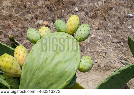 Prickly Pear Cactus Close Up With Fruit In Red Color, Cactus Spines.blooming Prickly Pear With Cactu