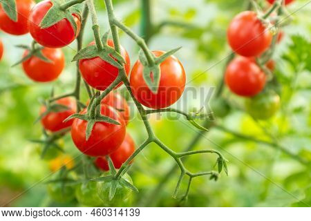 Red Ripe Cherry Tomatoes On Branches, Close-up. Horizontal Composition With A Tomato Bush And Ripeni