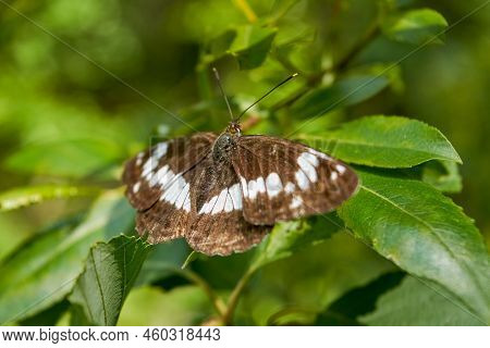 White Admiral Is A Woodland Butterfly. Beautiful Black And White Butterfly.