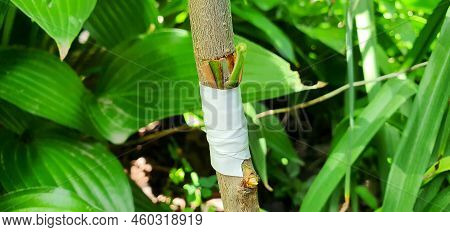 Improvement Of The Variety Of Plum Trees By Bud Grafting. Tape Wrapped Around The Bottom Of The Cut.