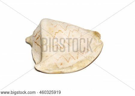 Image Of Andaman Seashell (cymbiola Nobilis) On A White Background. Undersea Animals. Sea Shells.
