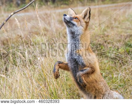 Close Up Of The Muzzle Of The Red Fox Vulpes Vulpes In The Autumn Forest.