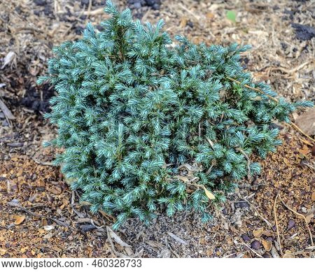 Blue Moon Sawara Cypress - L. Chamaecyparis Pisifera Blue Moon -dwarf Evergreen Coniferous Plant Wit