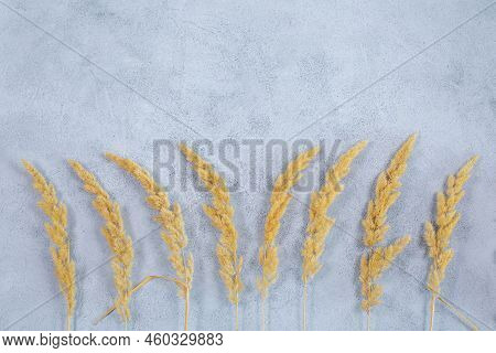 Autumn Composition. Beautiful Dry Grass Bouquet. Festuca Plant. Botanical Texture.