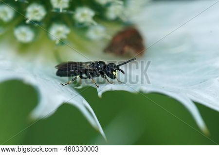 Closeup On A Small Male Common Yellow Face Bee, Hylaeus Communis Sitting On An Eryngium Giganteaum T