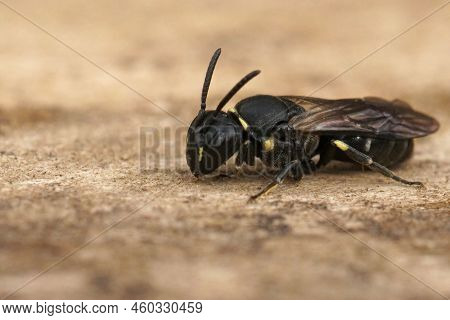 Detailed Closeup On A Small Female Short-horned Yellow Face Bee, Hylaeus Brevicornis Sitting On Wood