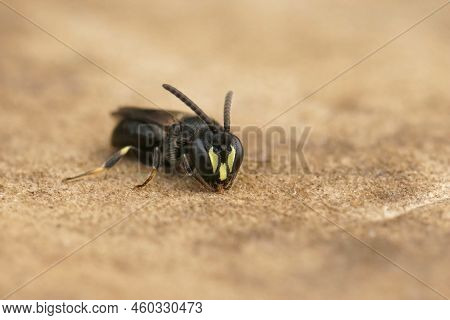 Detailed Closeup On A Small Male Common Yellow Face Bee, Hylaeus Communis Sitting On Wood