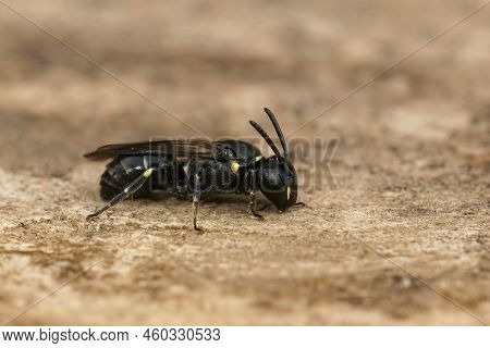 Detailed Closeup On A Small Female Short-horned Yellow Face Bee, Hylaeus Brevicornis Sitting On Wood
