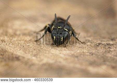 Detailed Frontal Closeup On A Small Female Short-horned Yellow Face Bee, Hylaeus Brevicornis Sitting