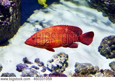 The Red Grouper, Or American Black Or Red Merow Epinephelus Morio Is A Species Of Ray-finned Fish Fr
