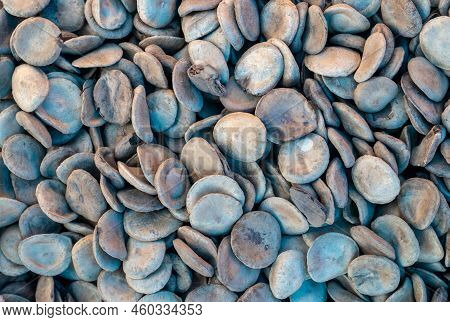 Heap Of Strychnos Nux Vomica Or Poison Fruit Seed, Also Known As Kuchala