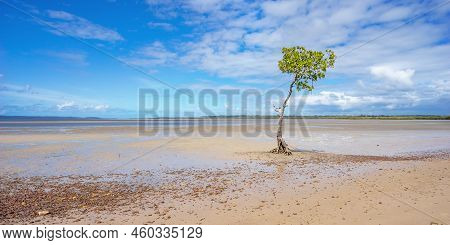 One Single Mangrove Tree Growing Along The Shoreline Of The Great Sandy Strait At Poona, Queensland.