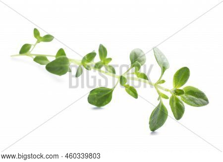 Aromatic Green Marjoram Sprig Isolated On White. Fresh Herb