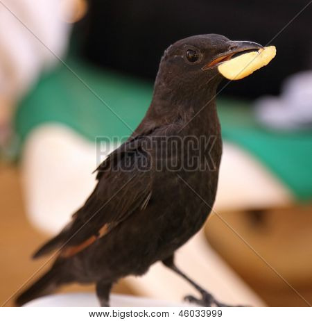 Ouzel ด้วยชิปในจะงอยปากของมัน