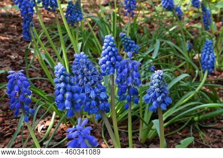 Close-up Of The Blossoming Armenian Muskari In The Park.