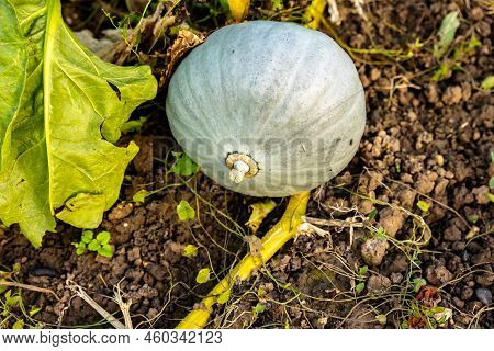 Hungarian Blue Squash Or Blue Pumpkin In An Organic Vegetable Garden In Autumn