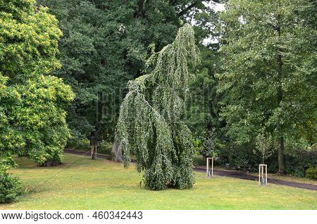 It Is A Tree With Overhanging Branches, They Form Ascending Arms Of Branches Whose Overhangs, While 