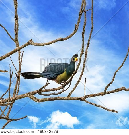 Great Blue Turaco, Corythaeola Cristata, Perched On A Tree In Kibale, Uganda. This Large Colourful B