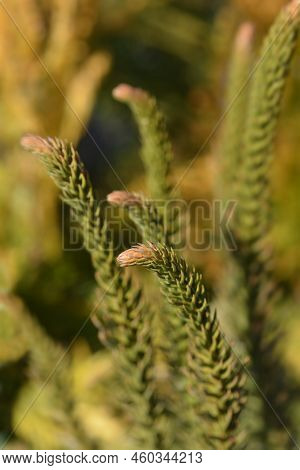 Japanese Cedar Dinger Branches In The Spring