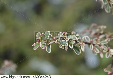 Swedish Cotoneaster Juliette Branch With Flower Buds