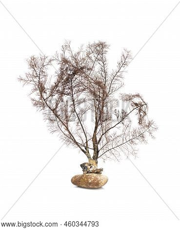 Image Of Dry Natural Coral Or Coralline Isolated On White Background.