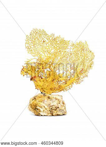 Image Of Dry Natural Coral Or Coralline Isolated On White Background.