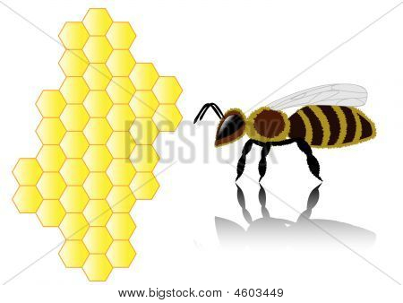 Bee a voštiny