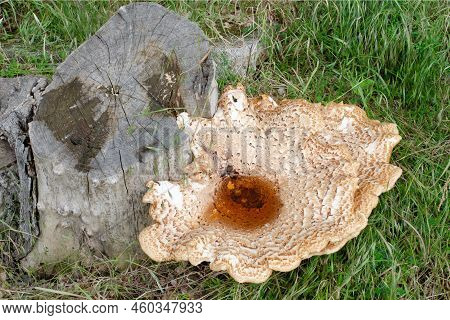 Scaly Tinder Fungus, Cerioporus Squamosus, On Stump. Beautiful Brown Mushroom With Cracks And Water 