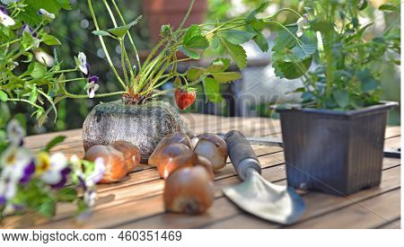 Strawberry Plant In Soil With A Fruit  Put On A Table With Bulbs, Flowers And Shovel To Plant In Gar