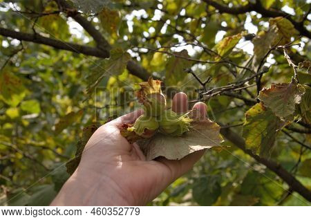Collection Of Hazelnuts From The Bush. Ingathering