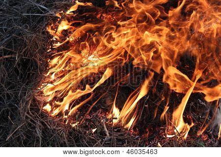 Flame Inflaming In The Grass