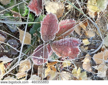 Strawberry Leaves Turn Red, Turn Brown In Autumn. Frosty Strawberries. Morning Plants In An Icy Crus