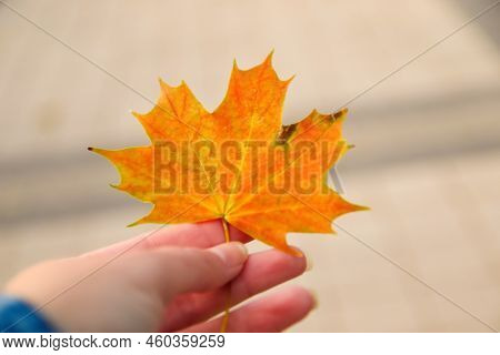 Defocus Orange Maple Leaf In Female Hand On Nature Green Park Background. Colorful Maple Leaves In T