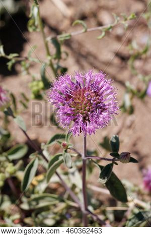 Pink Flowering Cymose Head Inflorescence Of Monardella Breweri, Lamiaceae, Native Annual Herb In The