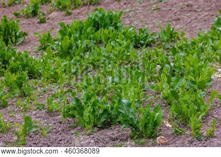 Horse Sorrel - Rumex Confertus, Summer Day Close-up.