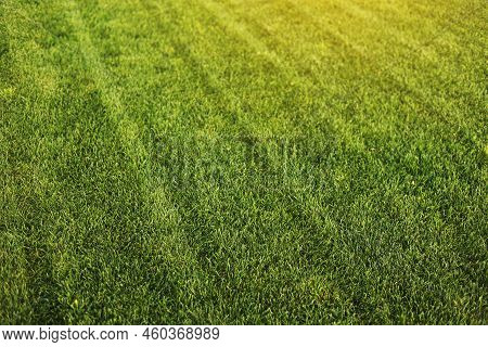 Green Grass Close-up. Cut Green Juicy Lawn. Alpine Meadow Densely Overgrown With Grass. Field Of Gra