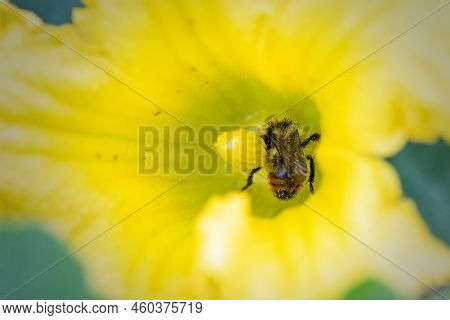 Closeup Of An Orange-belted Bumble Bee Covered In Yellow Pollen As It Collects Nectar In Yellow Flow