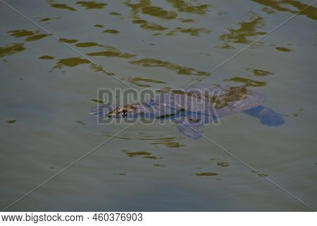 A Soft-shelled Turtle Swimming In The Pond.  Kyoto Japan