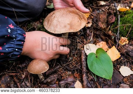 Little Child Picking Up The Mushrooms .boletus With Brown Hats. Collecting And Harvesting Mushrooms.