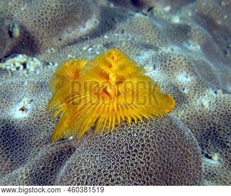 Christmas Tree Worm, Spirobranchus Giganteus Boracay Island Philippines