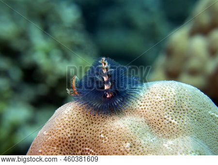 A Blue Christmas Tree Worm, Spirobranchus Giganteus Boracay Island Philippines