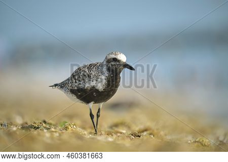 Black-bellied Plover Wild Sea Birdlooking For Food On Seaside In Summer.