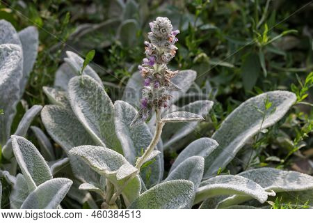 Inflorescence Of The Stachys Byzantina, Also Known As Lamb's Ears On The Top Of The Stem On A Blurre