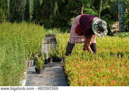 Female Gardener In Sun-protective Hat Takes Care Of Pomegranate Trees Cultivated For Sale In Country